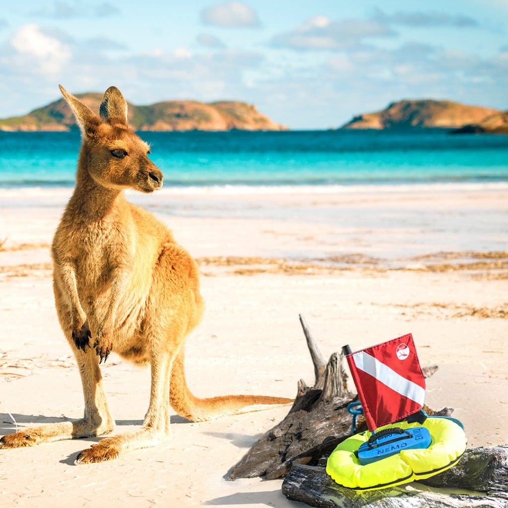 Nemo on the beach in Australia
