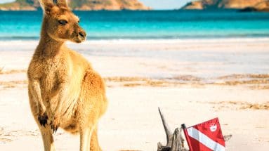 Nemo on the beach in Australia