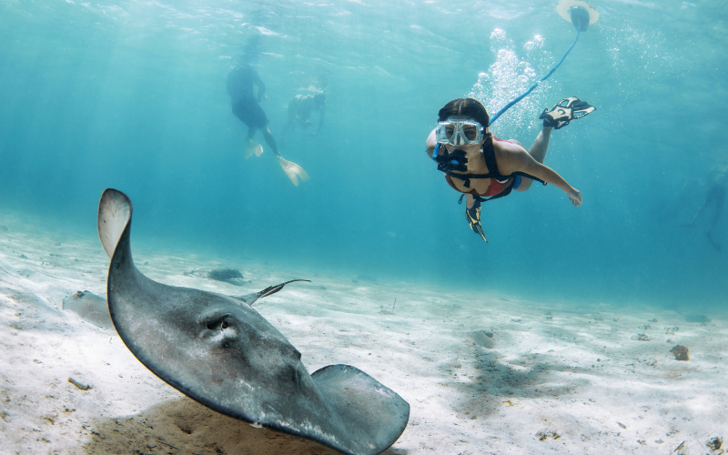 Diving with sting rays