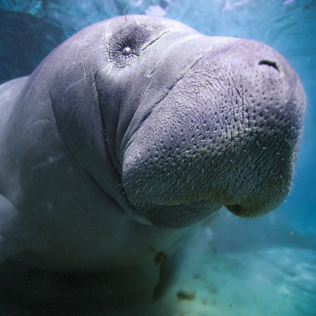 Close-up of manatee looking into camera in Florida springs