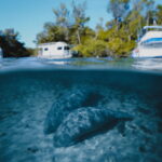 Two manatees on the bottom with split view of boats above in Florida springs