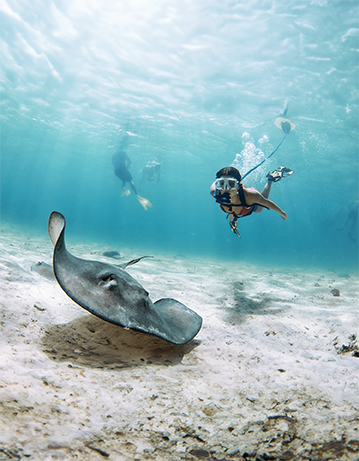 Diver using BLU3 dive system on a guided tour encountering a stingray