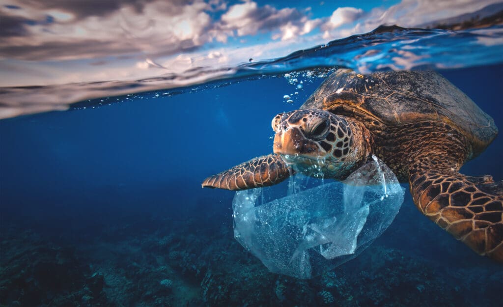 Sea turtle swimming underwater while entangled with plastic debris, highlighting the impact of ocean pollution.